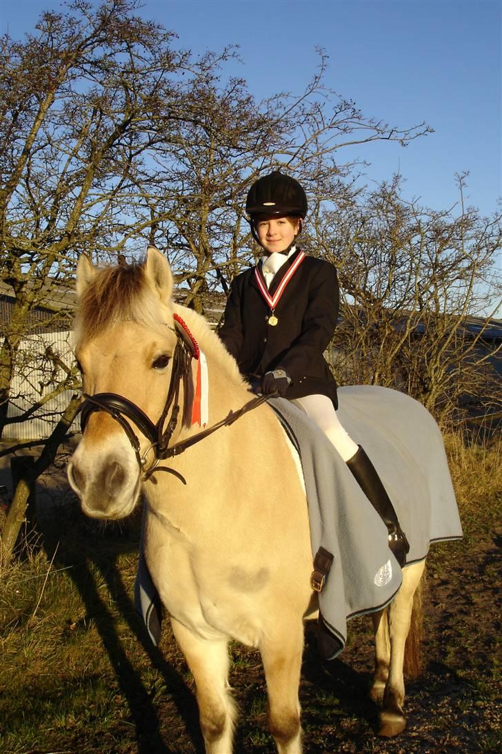 Fjordhest Nikki boy !<3 #Halvpart# - Lille nikki billede 3