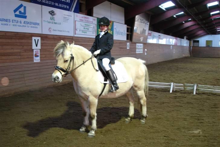 Fjordhest Nikki boy !<3 #Halvpart# - Nikki boy billede 5