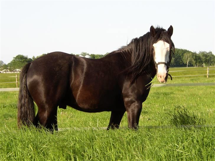 Tinker Basil - Sommer 2008 billede 8