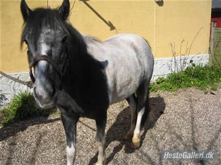 Anden særlig race Tonka  (solgt) - Tonkas smukke føl navn: sunshine<3 billede 14