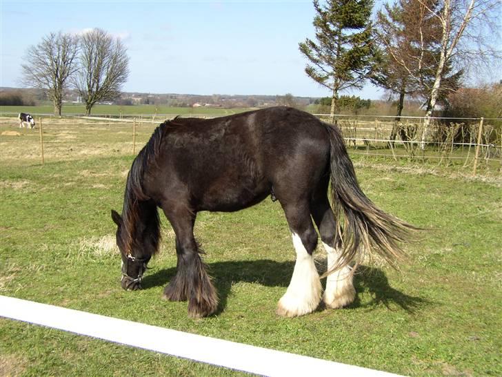 Tinker Basil - April 2007 billede 10