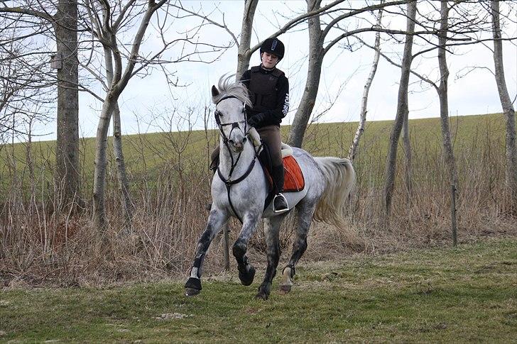 Welsh Cob (sec D) Athos/Mowgli -   Foto : Mor billede 24