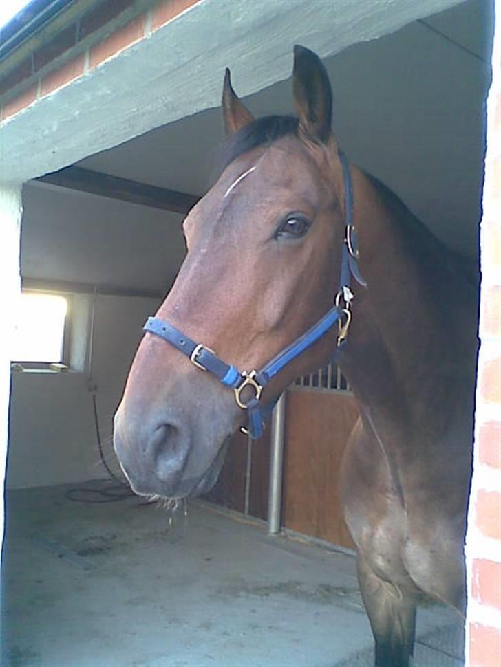 Anden særlig race Cosmo - Lidt dvask - men han ER da kær <3 billede 1