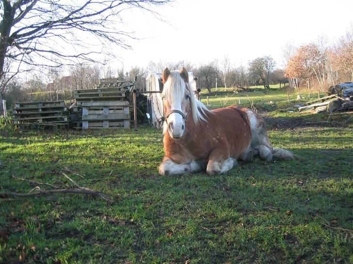 Tyroler Haflinger Lizette (RIP) - Lizette med kolik en uge efter hun er kommet hjem til mig ;o(((  billede 7