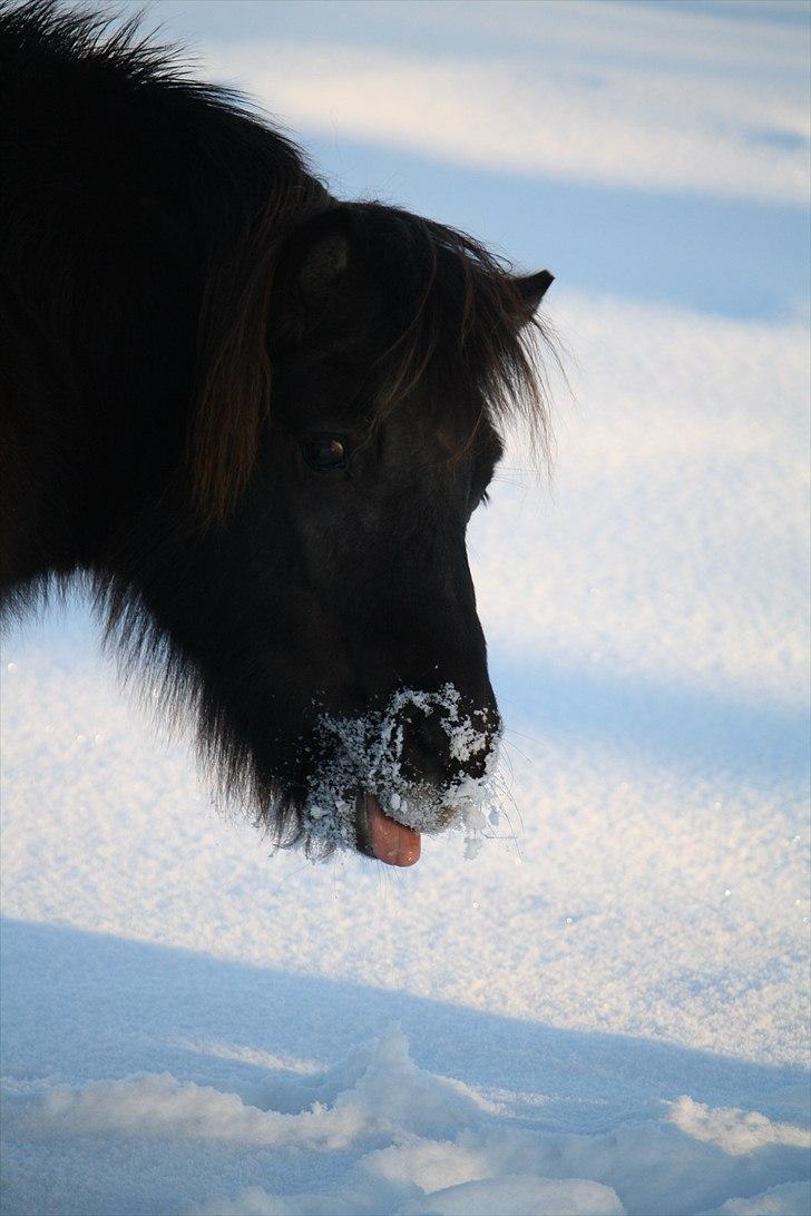 Shetlænder Lise - Foto : Mig / Hanne Viola Pedersen billede 2