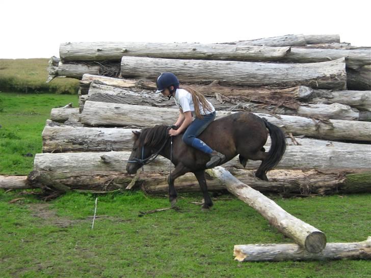 Shetlænder Lise - Spring Lise....  Foto : min mor billede 3