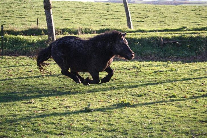 Shetlænder Lise - Foto : Mig / Hanne Viola Pedersen billede 4