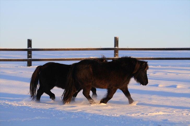 Shetlænder Lise - Ej hvor er de fine i sneen :D   Foto : Mig / Hanne Viola Pedersen billede 5
