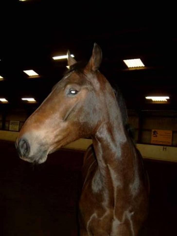 Anden særlig race Cosmo - "hm, mon jeg får mad for det her?" billede 2