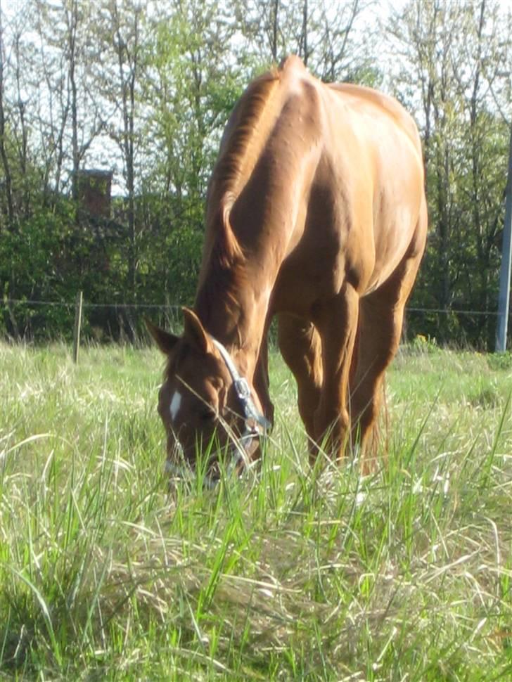 Dansk Varmblod Ounbøl Lehman R.I.P. - Fold 2008 billede 3