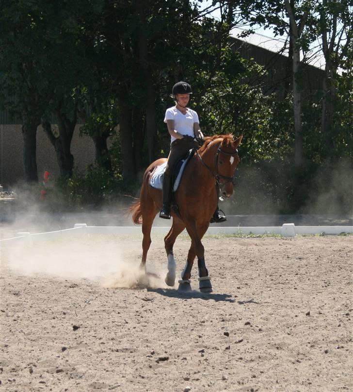 Dansk Varmblod Ounbøl Lehman R.I.P. - Dressur 31 juli 2008 billede 4