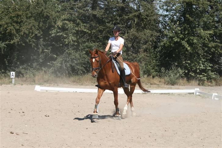 Dansk Varmblod Ounbøl Lehman R.I.P. - Dressur 31 juli 2008 billede 7