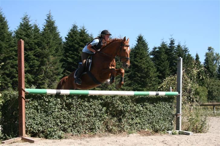 Dansk Varmblod Ounbøl Lehman R.I.P. - Springning 1. august 08 billede 8