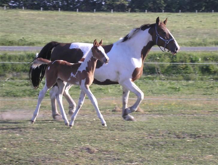 Pinto Horsebjerg Fleur - Fleur i longen efter 2 år uden rytter. billede 1