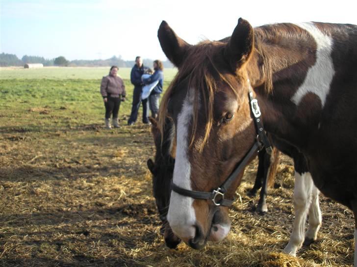 Pinto Horsebjerg Fleur - Første syn af den skønne Fleur billede 2