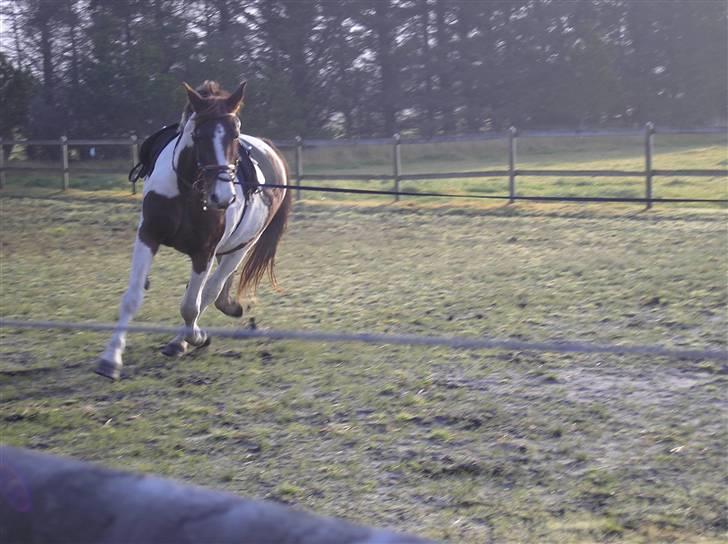 Pinto Horsebjerg Fleur billede 3