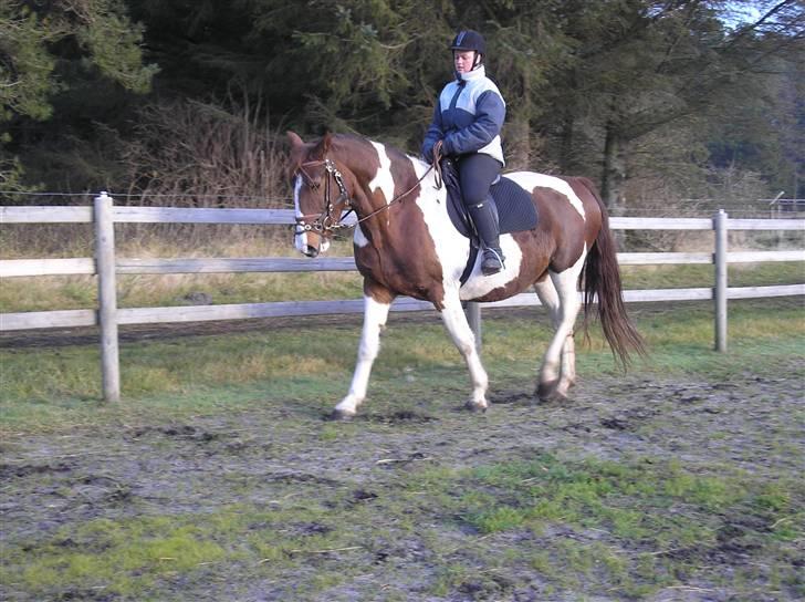 Pinto Horsebjerg Fleur - Fleur med rytter på for første gang i 2 år men nu tog det hele med ro. billede 4