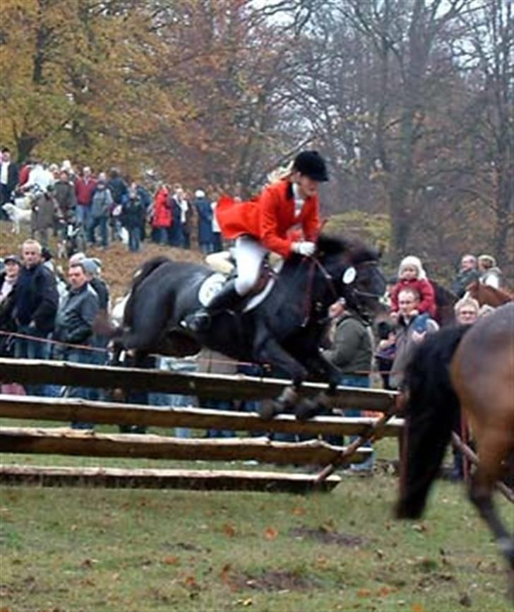 New Forest Eskehøjgaards Mørk Natvio billede 2