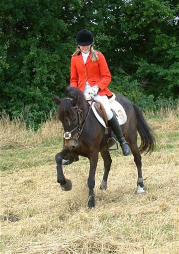 New Forest Eskehøjgaards Mørk Natvio billede 9