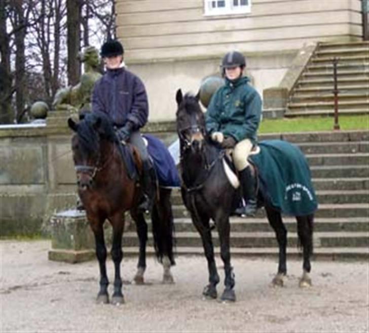 New Forest Eskehøjgaards Mørk Natvio billede 10