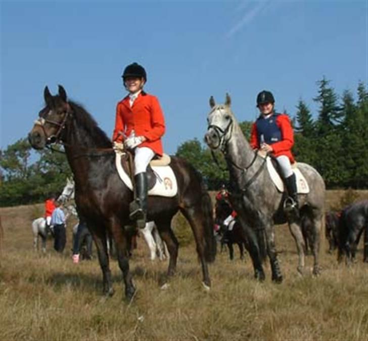 New Forest Eskehøjgaards Mørk Natvio billede 13