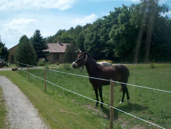 New Forest Eskehøjgaards Mørk Natvio billede 16