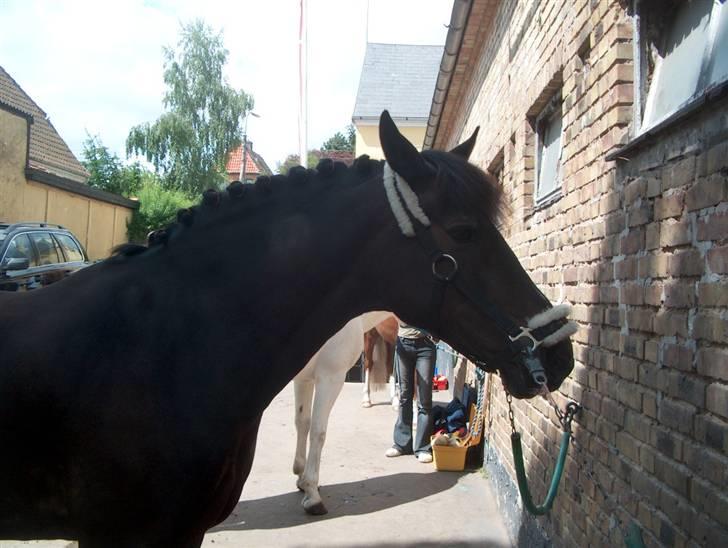 New Forest Eskehøjgaards Mørk Natvio billede 19