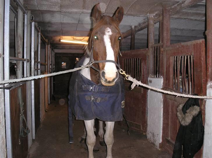 Pinto Horsebjerg Fleur - Fleurs første dag i stald tannebæk billede 5