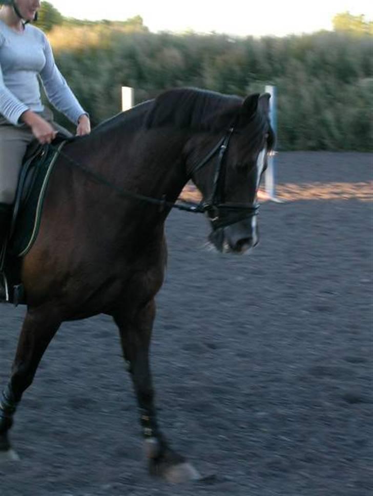 Welsh Cob (sec D) Synod Nelson (i Norge) - Nelson i Norge billede 16