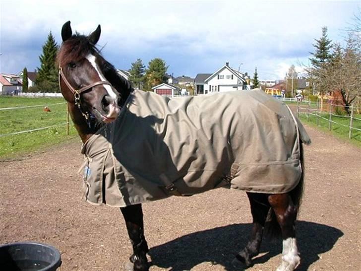 Welsh Cob (sec D) Synod Nelson (i Norge) - Nelson i Norge billede 17