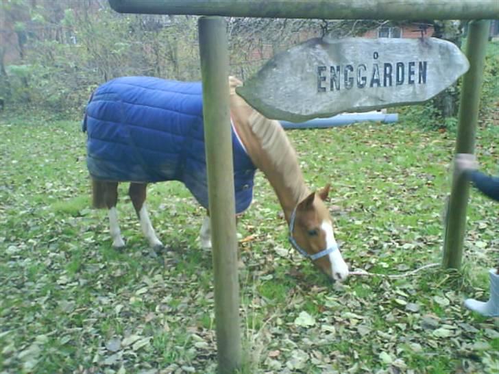 Anden særlig race Pronto- Solgt ! :) - Enggården billede 6