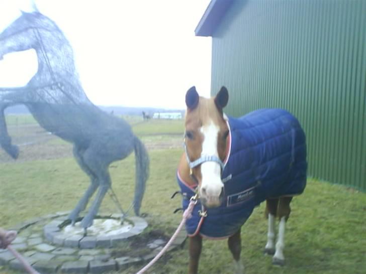 Anden særlig race Pronto- Solgt ! :) - smukke pronnemann billede 7