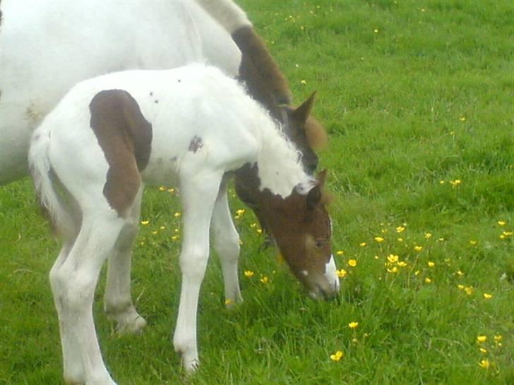 Anden særlig race Chanel - Solgt - ser hun ik sød ud, mellem bolmsterne ? kun et par timer gammel :) billede 3