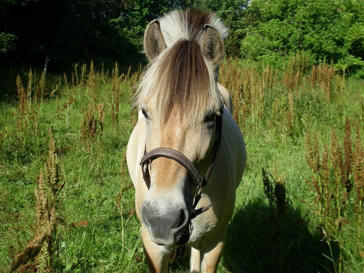 Fjordhest Noa <3 aka. Nuddi *solgt* - Her er jeg på fold, på sindbjerg ridelejr <3   billede 20