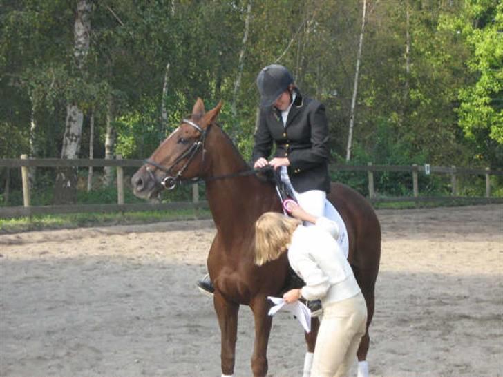 Fuldblod (XX) Ladyline xx R I P - Blev klubmester for 4 gang på lady i dressur billede 18