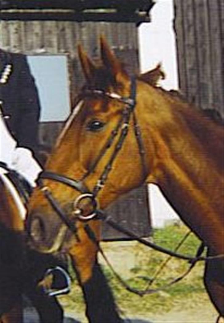 Fuldblod (XX) Ladyline xx R I P - Lady´s smukke hoved billede 20