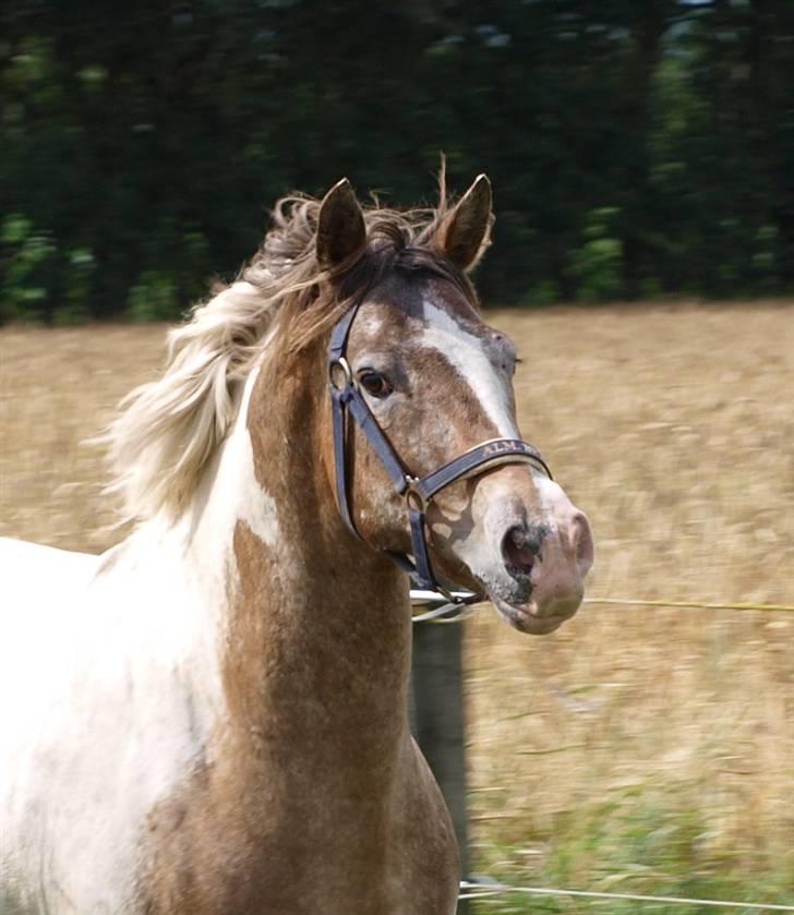 Anden særlig race Silas <3 - velkommen . - silas 09 <3  billede 1