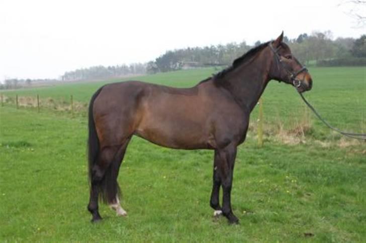 Anden særlig race Freja *Rider hende ik mer billede 19