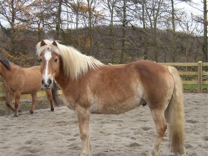 Haflinger Rumle billede 10