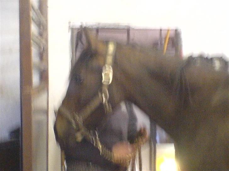 Anden særlig race Fari billede 10