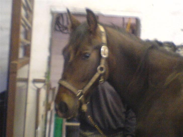 Anden særlig race Fari billede 11