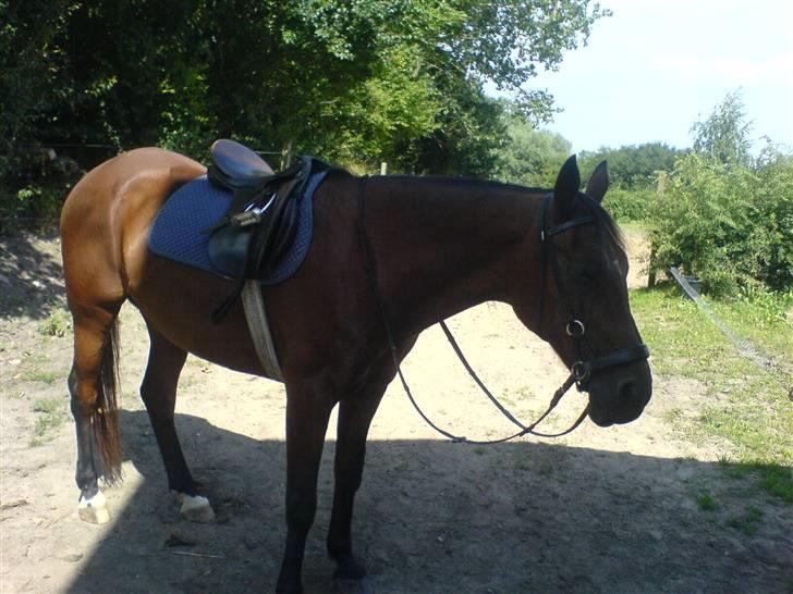 Traver Kalinka billede 8