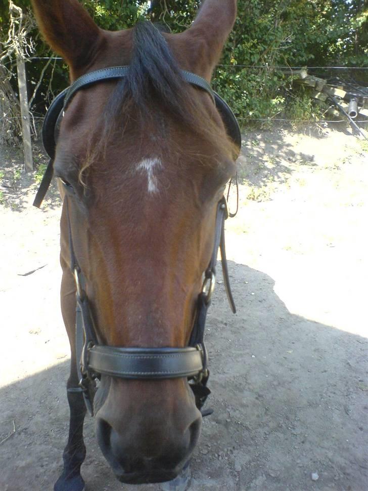 Traver Kalinka billede 9