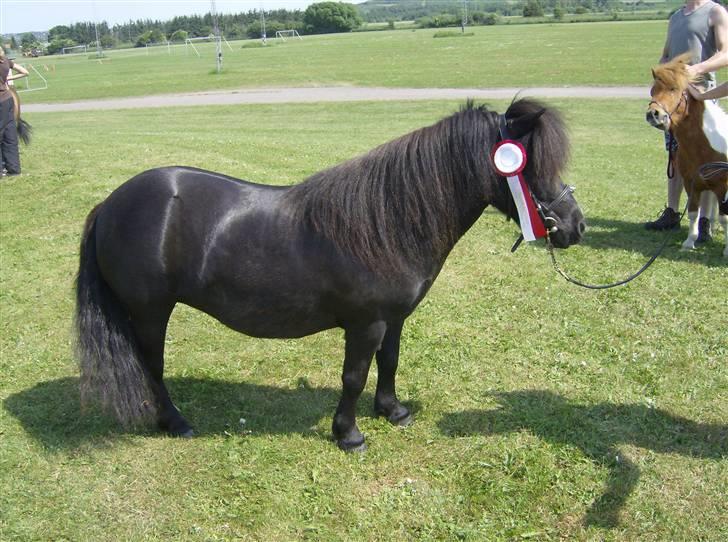 Shetlænder Skovledet Klokkeblomst - Med sin roset fra Nordjysk mesterskab i forhindringskørsel billede 2