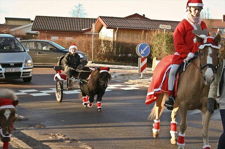 Shetlænder Skovledet Klokkeblomst - Juleoptog med REB 2010 billede 3
