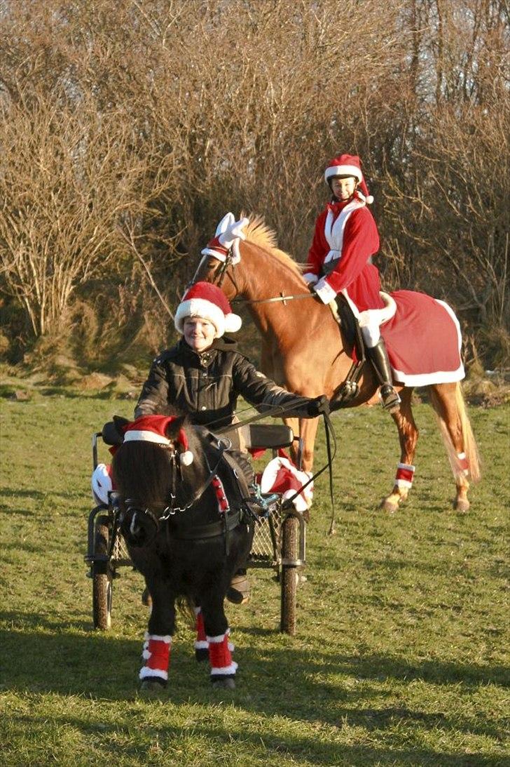 Shetlænder Skovledet Klokkeblomst - Min lille stjernepony :) billede 4