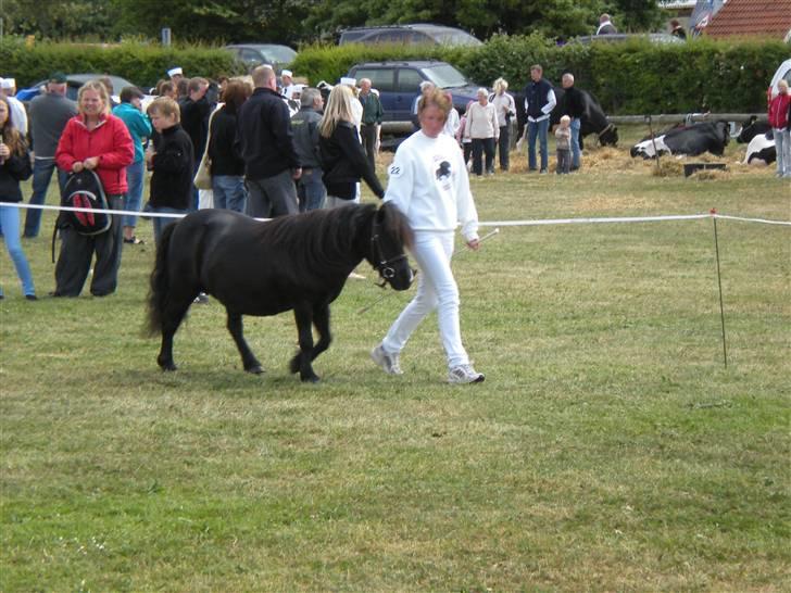 Shetlænder Skovledet Klokkeblomst - Dyrskue i Nibe 09 billede 5