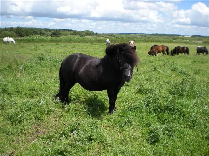 Shetlænder Skovledet Klokkeblomst - Sommer 09, Stutteri Mosbækminde :) billede 6