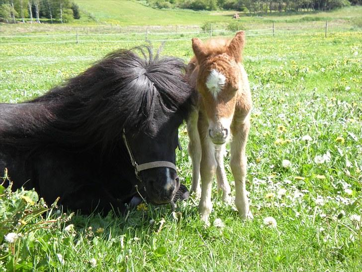 Shetlænder Skovledet Klokkeblomst - Skønheden med sit dejlige hingsteføl anno 2010 billede 7