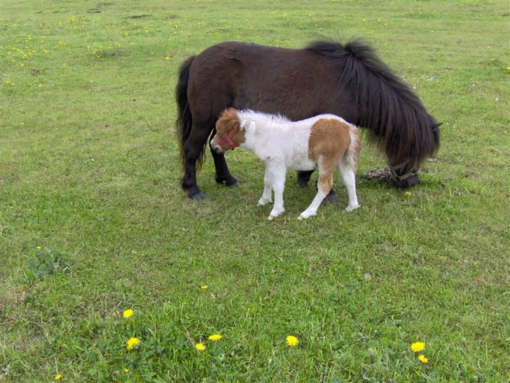 Shetlænder Skovledet Klokkeblomst - Klokkeblomst med sit føl billede 10